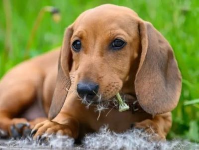 dog playing in dandelion