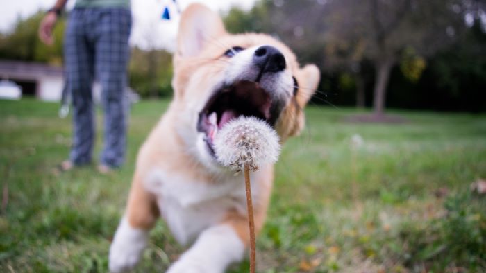 can dogs eat dandelions