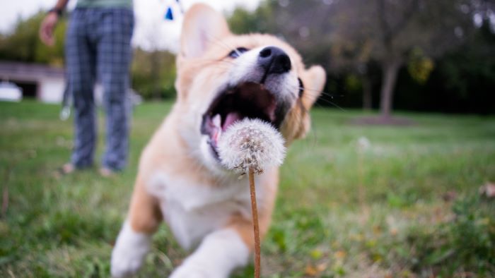 can dogs eat dandelions can dogs eat dandelions