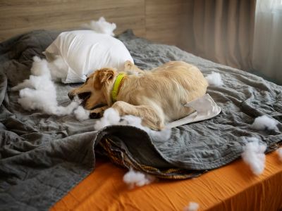 dog-wags-tail-in-sleep