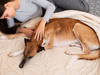 stop-dog-wagging-tail-in-sleep
