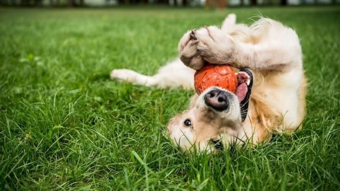 How to Stop Dog Urine From Killing Grass Naturally How to Stop Dog Urine From Killing Grass Naturally