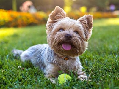 happy puppy happy puppy