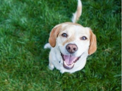 happy dog happy dog