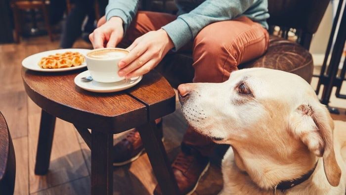 is costa dog friendly is costa dog friendly