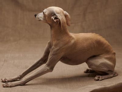 dog-muscle-wasting