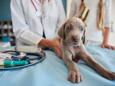 dog-muscles-wastage-treatment