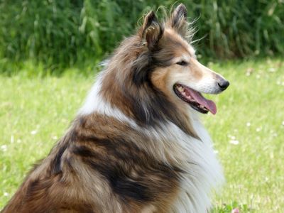dog with shiny long coat dog with shiny long coat
