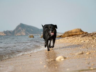 holidays-in-cornwall-with-dogs