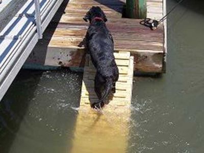 dog on a water ramp