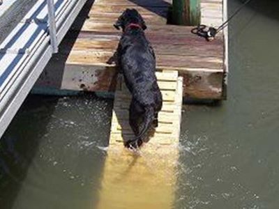 dog on a water ramp dog on a water ramp