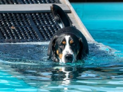 dog on a water ramp dog on a water ramp
