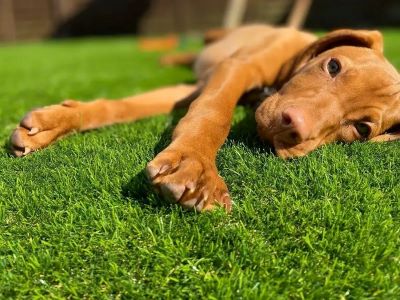 dog on artificial grass dog on artificial grass