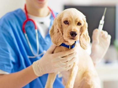 dog vaccination dog vaccination
