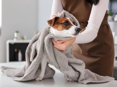 wiping the dog wiping the dog