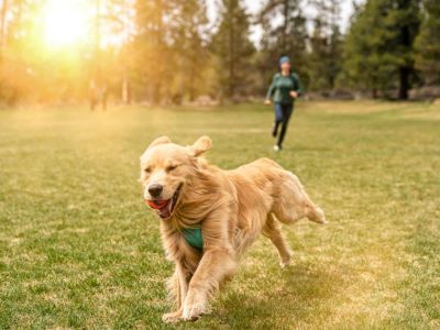 dog walking in a park dog walking in a park