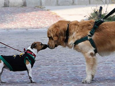walking a dog for socialization walking a dog for socialization