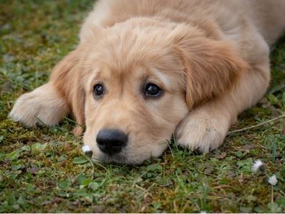 anxiety in dogs anxiety in dogs