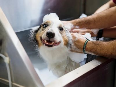 bathing a dog bathing a dog
