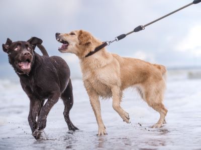 dog barking on his trigger dog barking on his trigger
