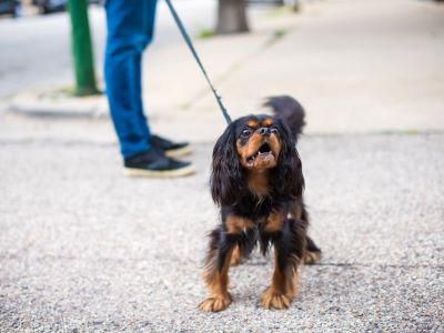 reactive dog barking