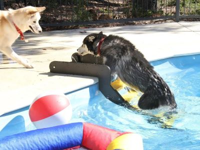 dog on a water ramp dog on a water ramp