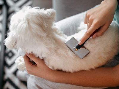 brushing a dog's coat brushing a dog's coat