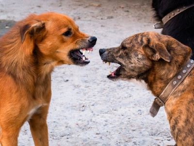 dog barking on his trigger