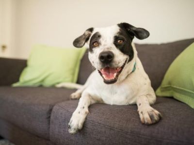 Genetic Disorders in Dogs Genetic Disorders in Dogs