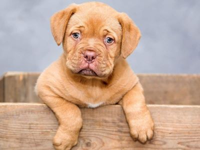 Down Syndrome in dogs Down Syndrome in dogs