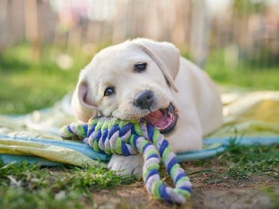 dog playing with toy dog playing with toy