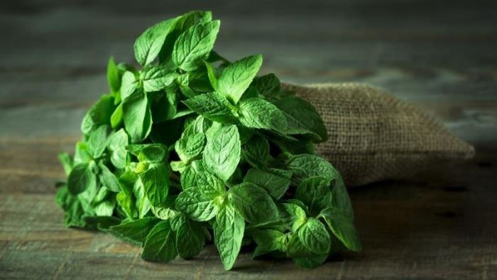 Can Dogs Have Mint Sauce Can Dogs Have Mint Sauce