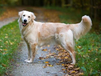 Can Kennel Cough Kill a Dog Can Kennel Cough Kill a Dog