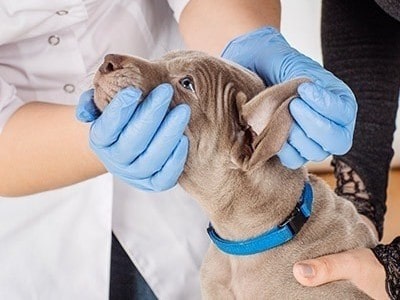 dog with the vet dog with the vet