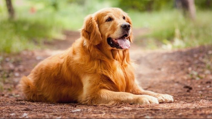 Can Kennel Cough Kill a Dog Can Kennel Cough Kill a Dog