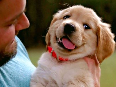 happy puppy happy puppy