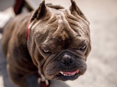 american xl bully