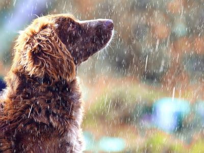 dog in the rain dog in the rain