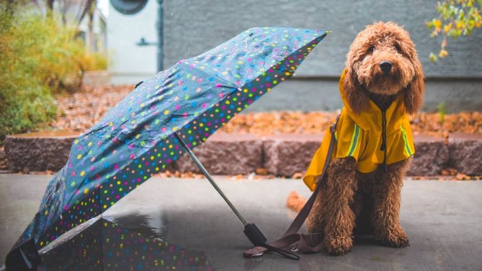 Do Dogs Get Cold in the Rain? Let's Find Out! - WeWantDogs