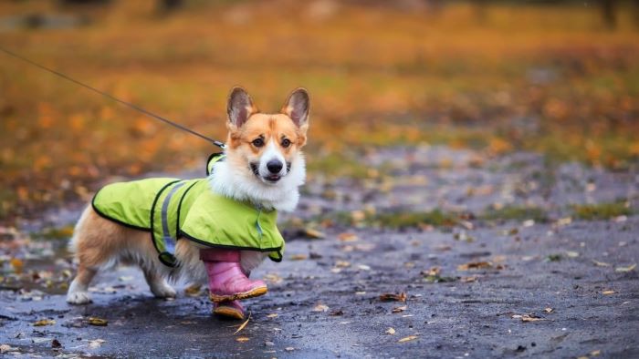 do dogs get cold in the rain?
