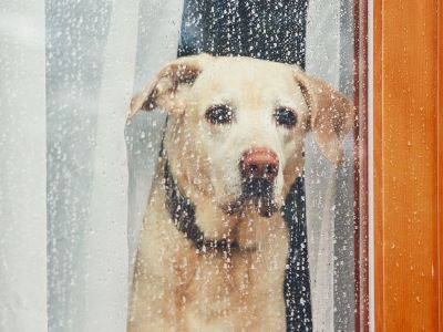 dog getting cold in the rain