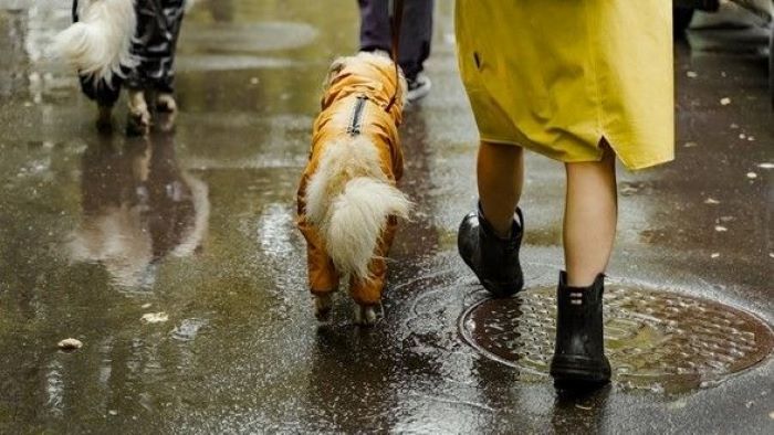 do dogs need coats in the rain?