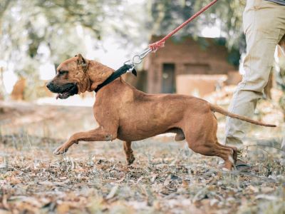 dog pulling on a lead dog pulling on a lead