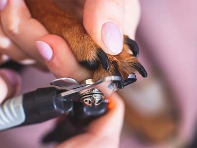 clipping a dog's nails clipping a dog's nails