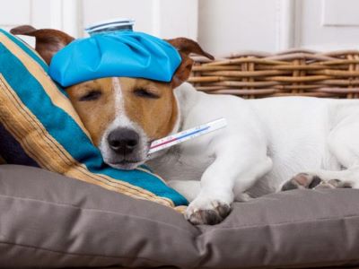 lungworms in dogs lungworms in dogs