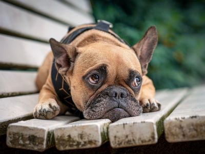 heatstroke in dog heatstroke in dog