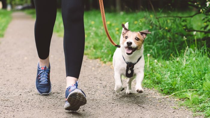 how long should you walk a dog? 