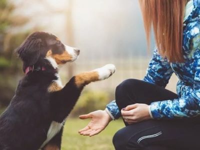 woman training a dog woman training a dog