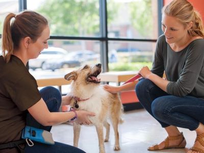 happy dog in a training happy dog in a training