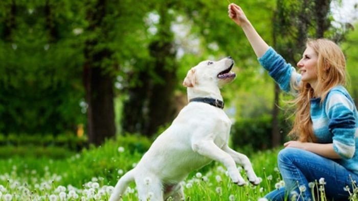 How Much Is Dog Training How Much Is Dog Training